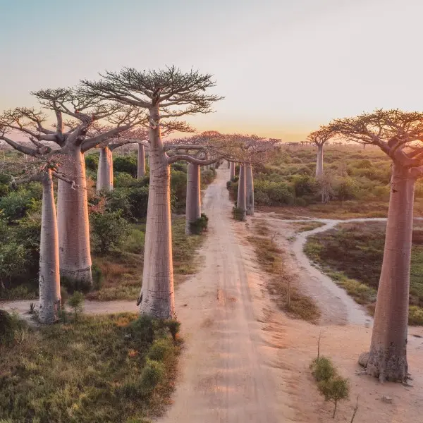 פיאנרנצואה – הקסם הנסתר של ברזיל ממתין לפגוש אתכם