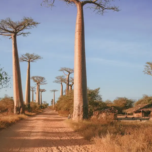 מורונדבה - הרפתקאות ובאובבים בלב מדגסקר