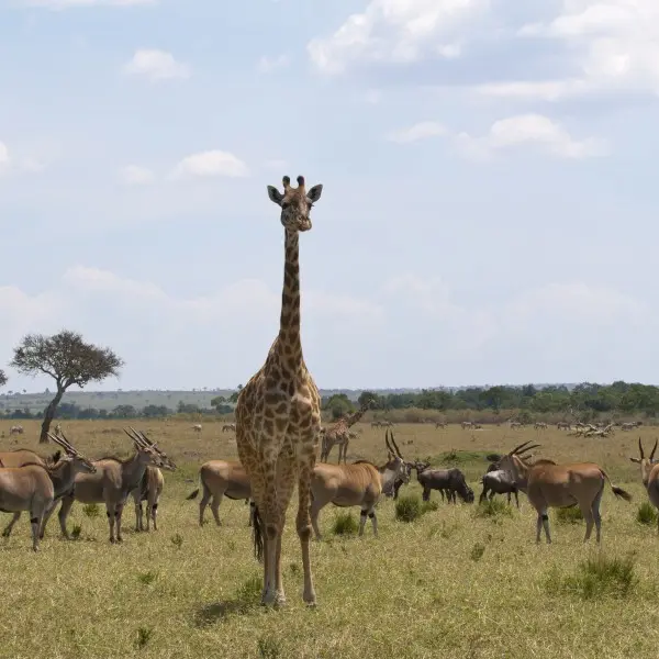 מסע מהפנט לשמורת מסאי מארה: לחוות את הטבע בעוצמתו