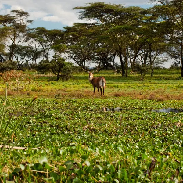נייבשה – הטבע הקסום של אפריקה במרחק נגיעה